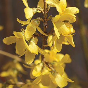 Northern Gold Forsythia