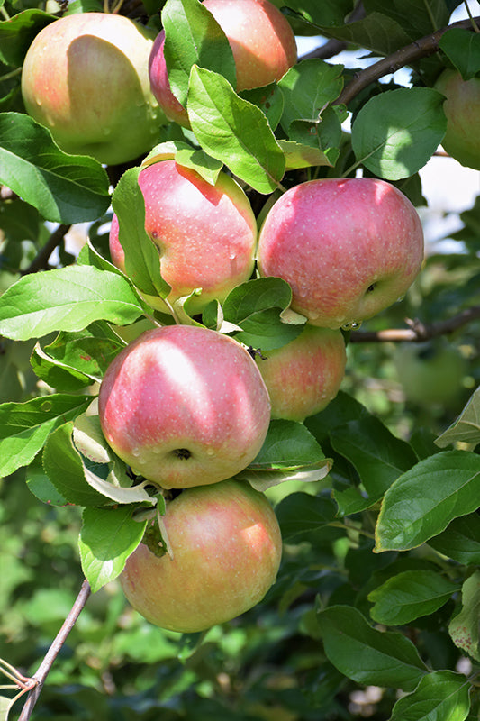 Northern Spy Apple