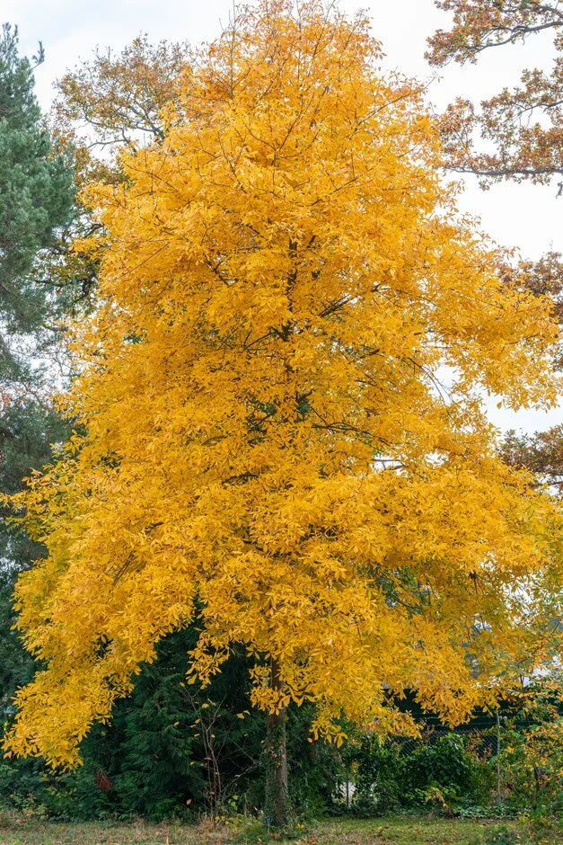 Pignut Hickory