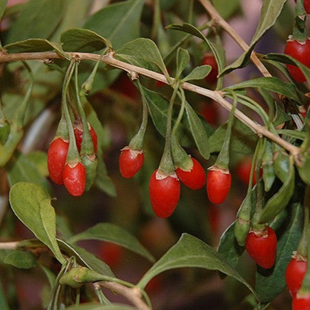 Dynamite Goji Berry