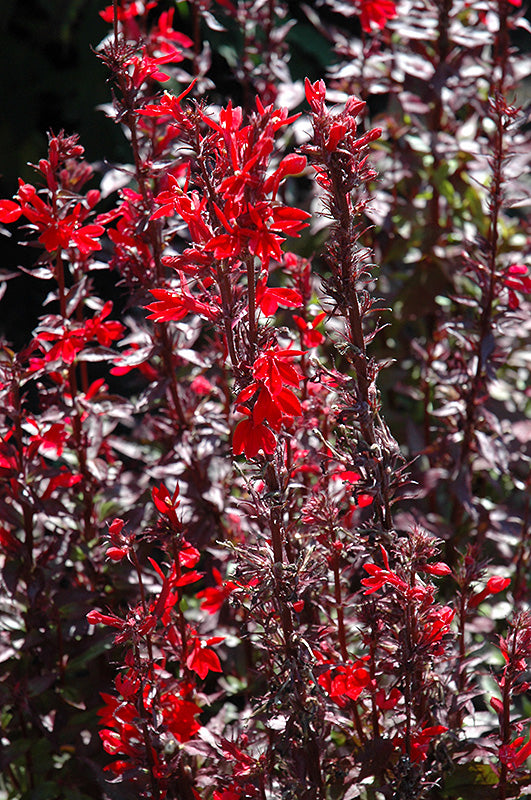 Fan Scarlet Cardinal Flower