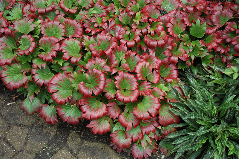 Mukdenia, Red-leaf Mukdenia