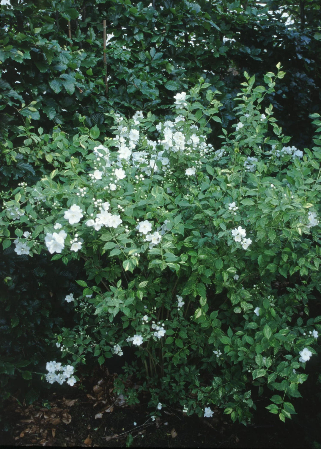 Innocence Mockorange