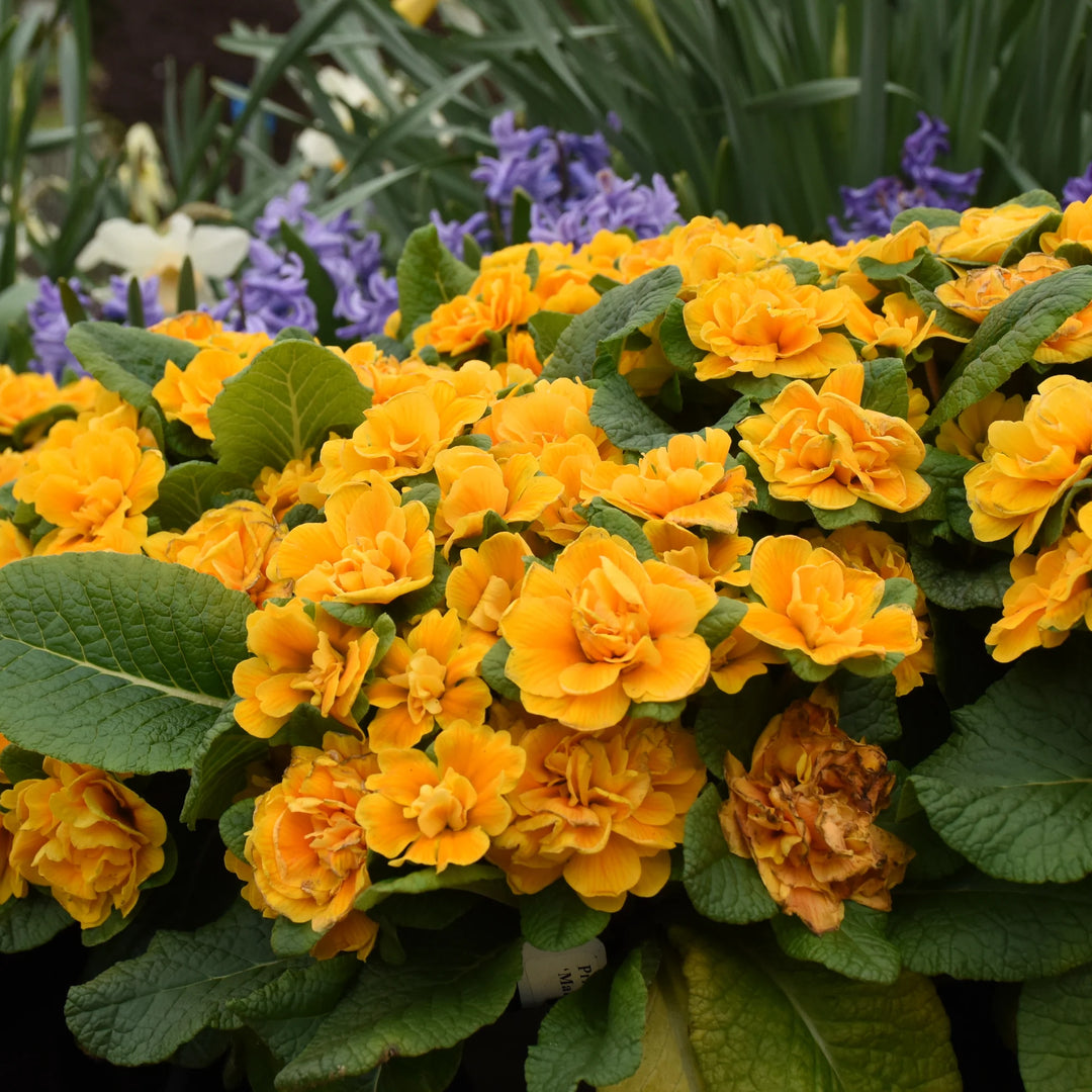 Mandarin Primrose