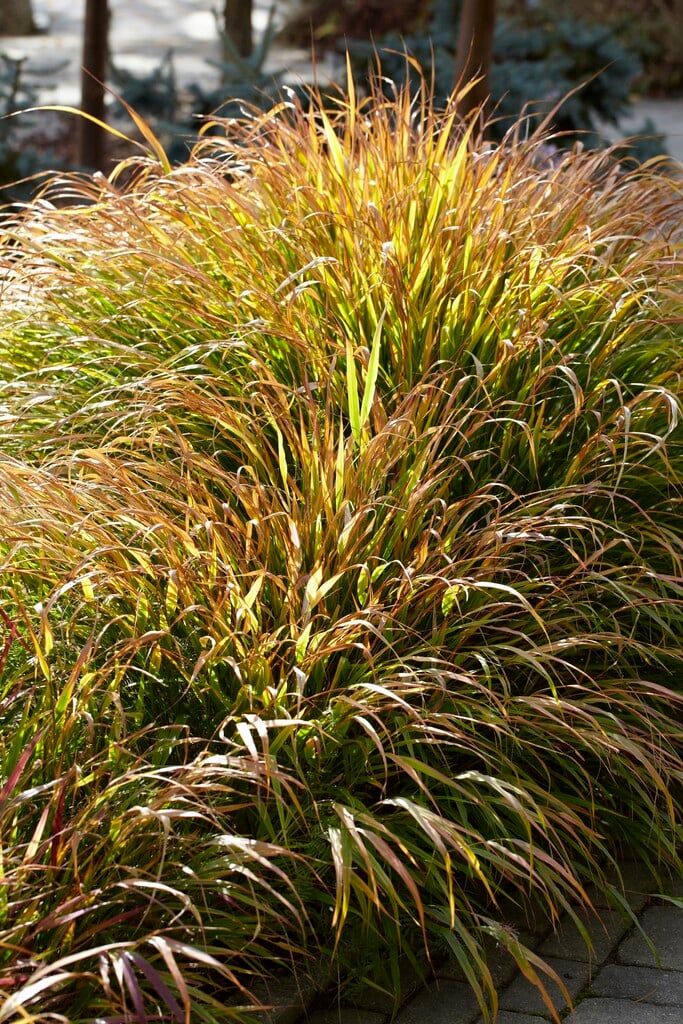 Red Wind Japanese Forest Grass