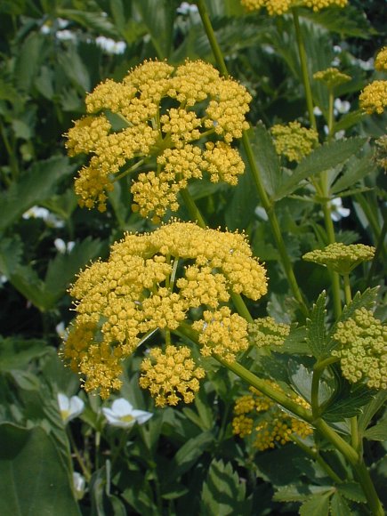 Heart-leaf Golden Alexanders
