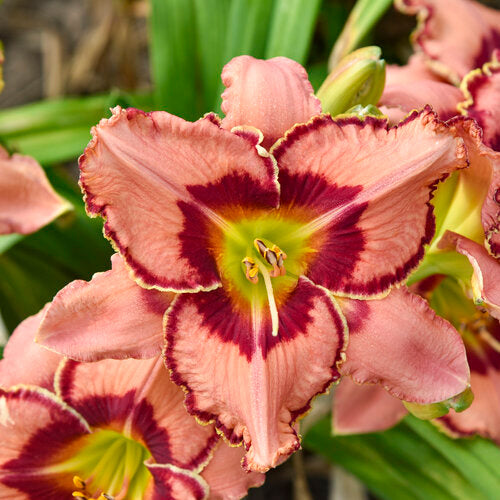 Fearfully and Wonderfully Made Daylily