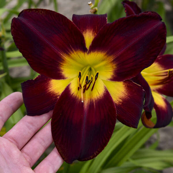 Rainbow Rhythm® Persian Ruby Daylily