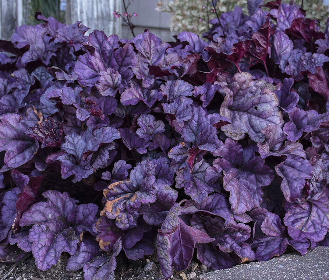 Dolce® Wildberry Coral Bells