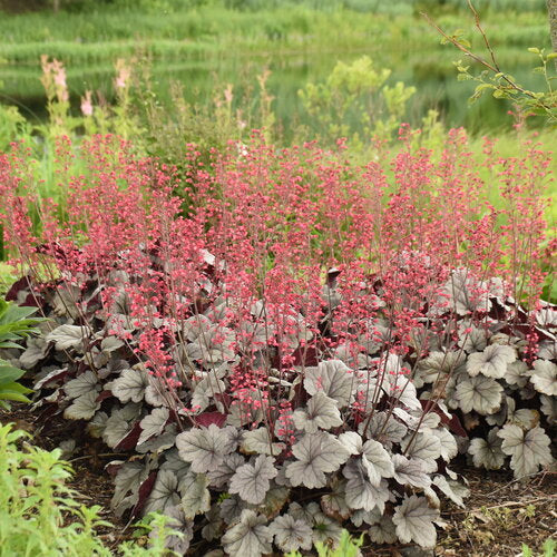 Dolce® Silver Gumdrop Coral Bells