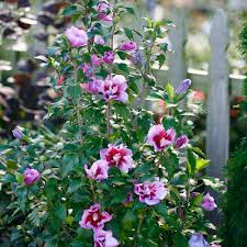 Purple Pillar® Rose of Sharon Treeform