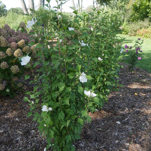White Pillar® Rose of Sharon Treeform
