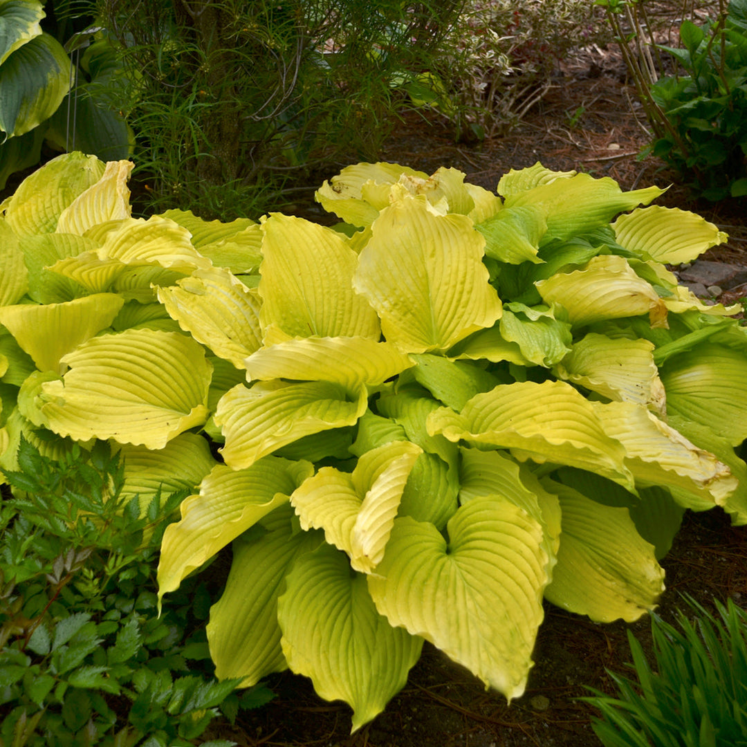 Coast to Coast Hosta