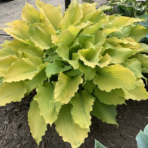 Echo the Sun Hosta