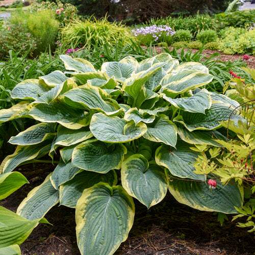 Shadowland® Gigantosaurus Hosta