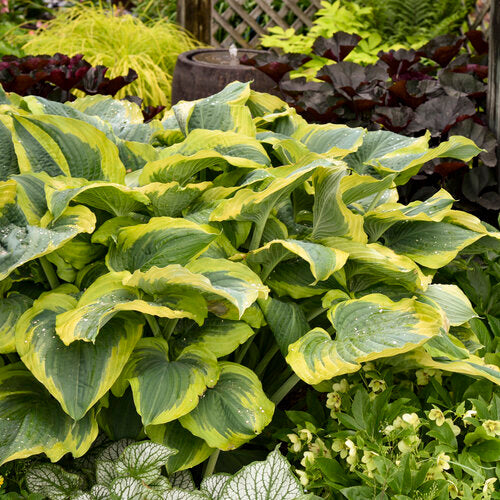 Seducer Hosta