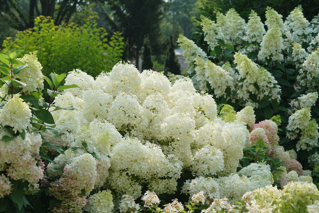 Puffer Fish® Hydrangea