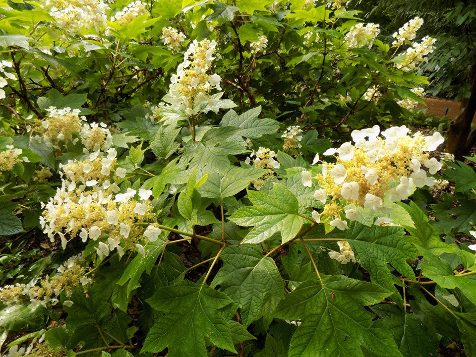 Sikes Dwarf Oakleaf Hydrangea