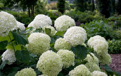 Incrediball® Hydrangea
