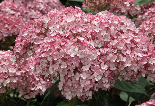 Incrediball® Blush Hydrangea