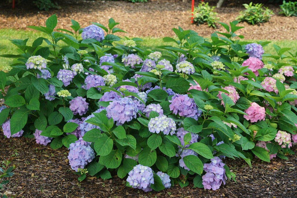 Sky View® Hydrangea