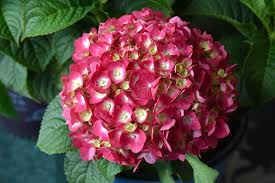 Summer Crush® Hydrangea