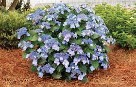 Pop Star® Bigleaf Hydrangea