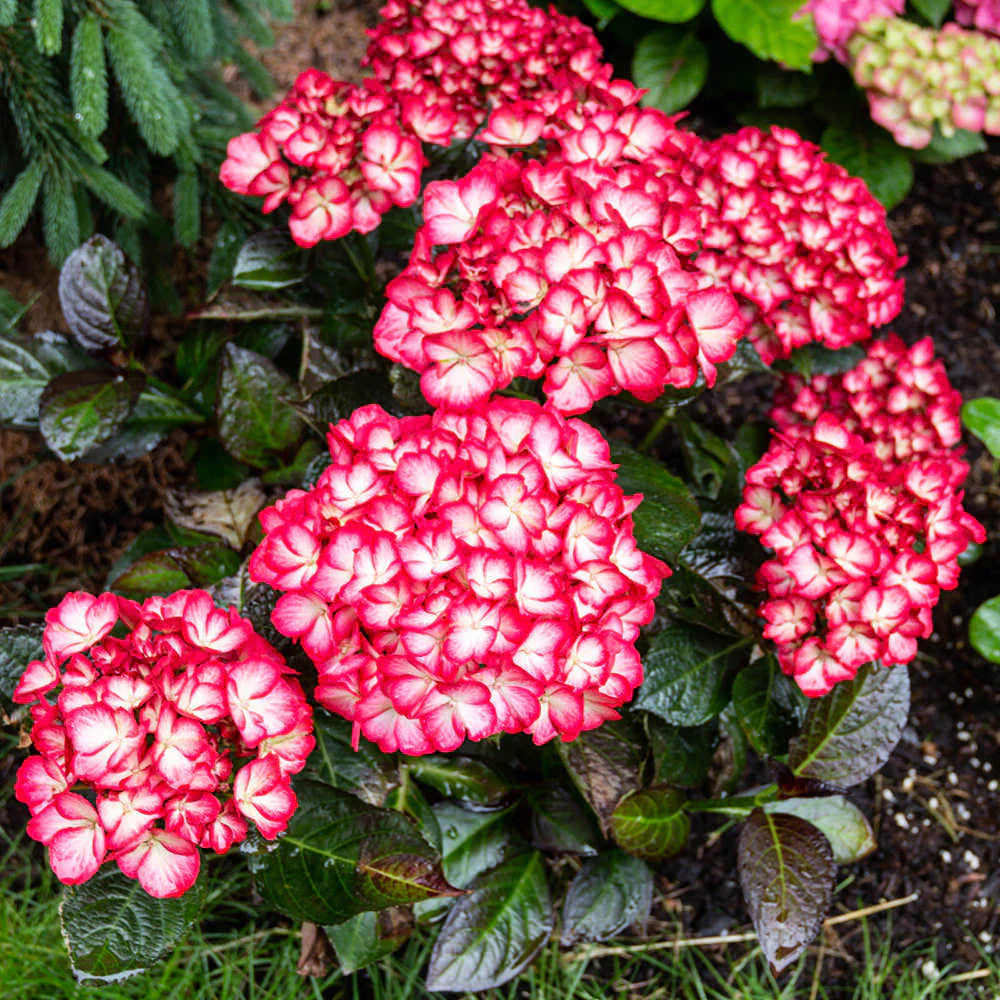 Kimono™ Reblooming Hydrangea