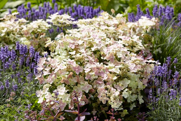 Early Evolution® Panicle Hydrangea