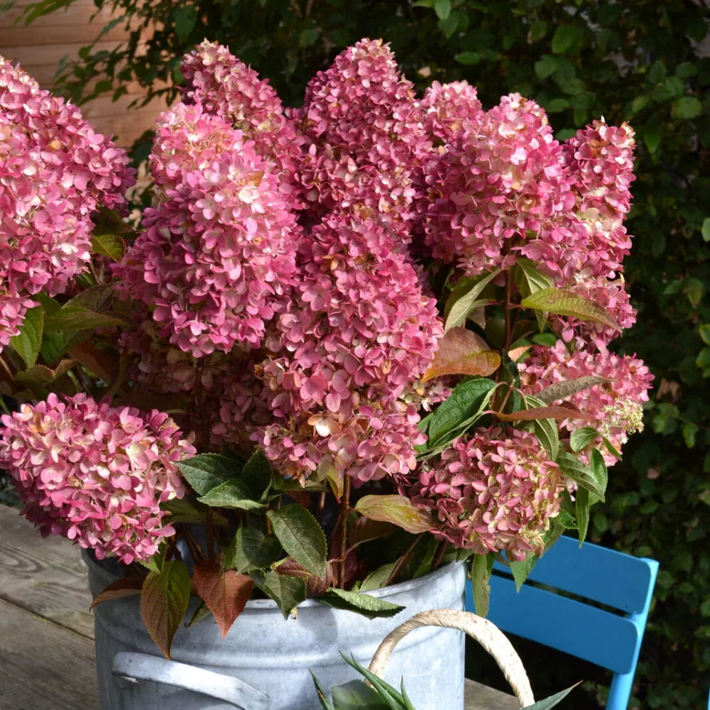 Dragon Baby™ Hydrangea