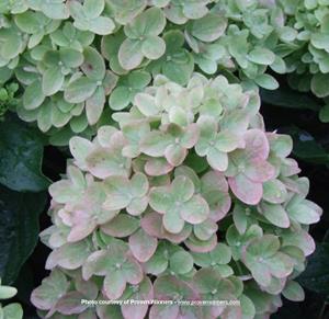 Little Lime™ Hydrangea Std