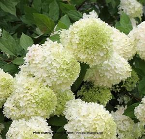 Limelight Hydrangea Standard