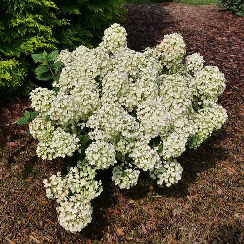 Tiny Quick Fire® Hydrangea