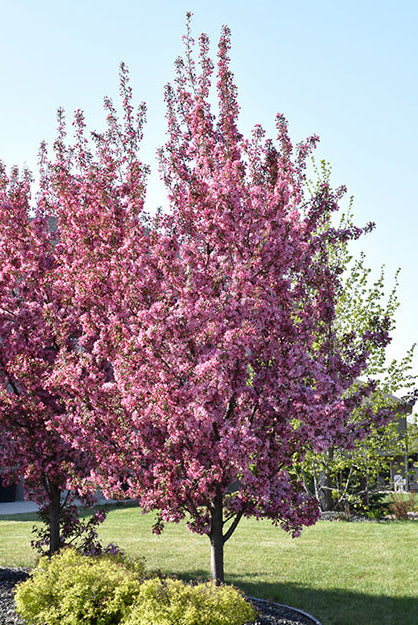 Pink Spires Crabapple