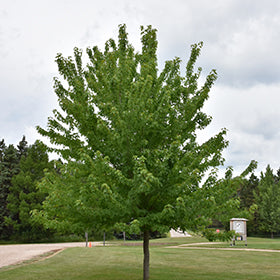 Firefall™ Maple
