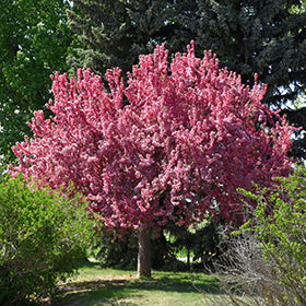 Prairifire Crabapple