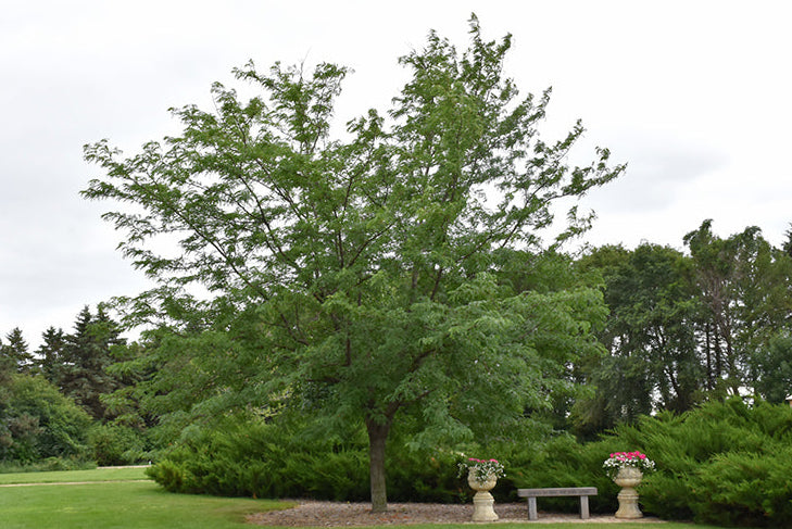 Northern Acclaim® Honey Locust