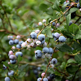 Jubilee Blueberry