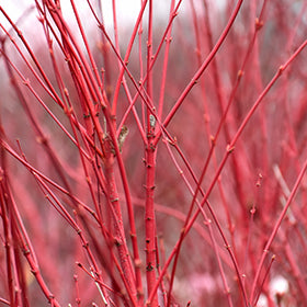 Winter Red Coral Bark Japanese Maple