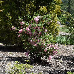 Candy Lights Azalea