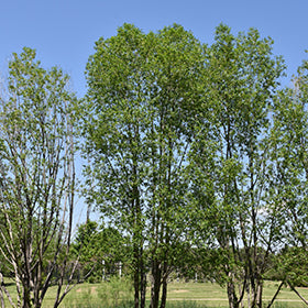 Peach-leaved Willow