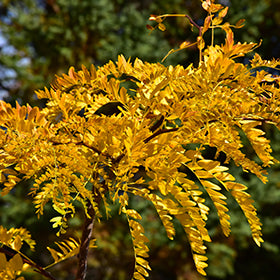 Northern Acclaim® Honey Locust