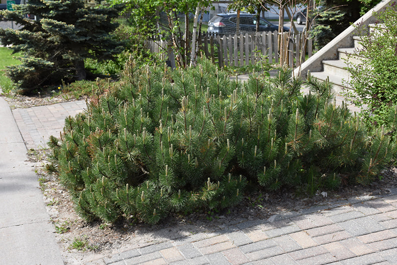Dwarf Mugo Pine, Swiss Mountain Pine
