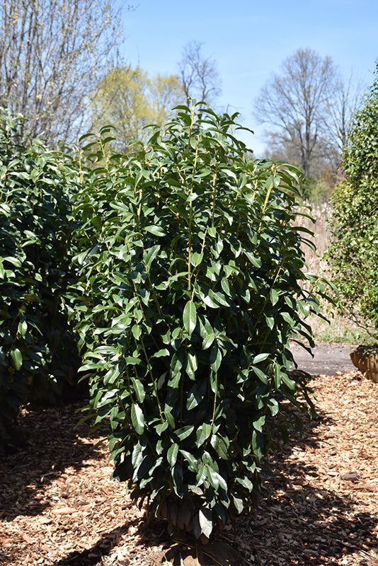 Skinny Skip® Cherry Laurel, English Laurel