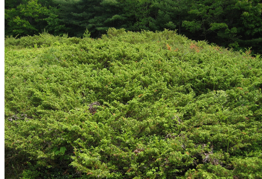Depressa Juniper, Canadian Juniper