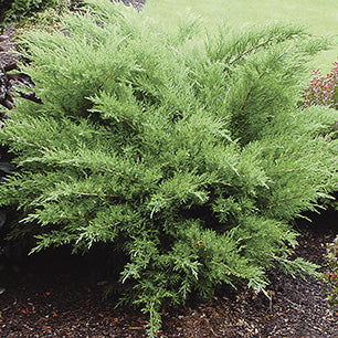 Mint Julep™ Juniper