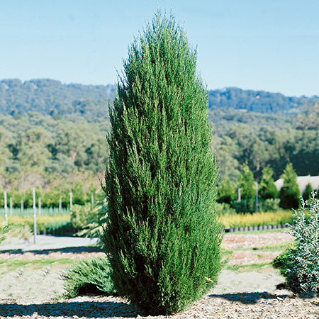 Spartan Juniper