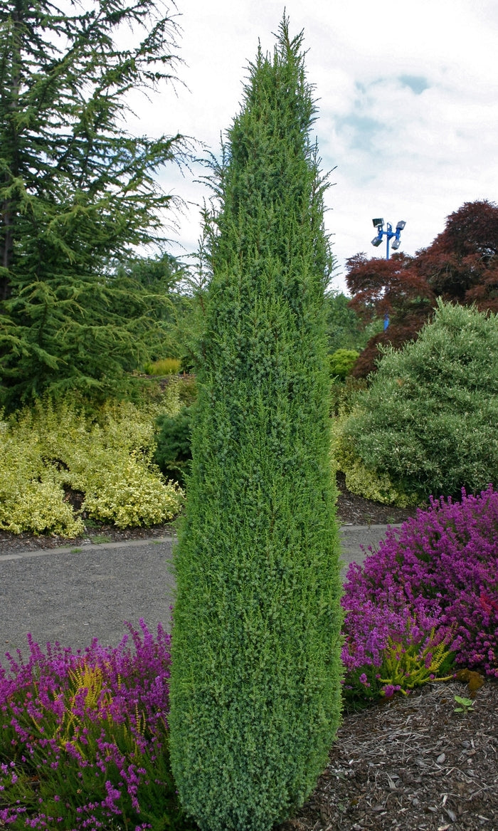 Compressa Common Juniper