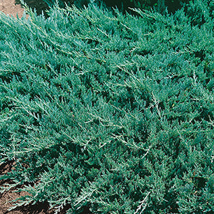 Blue Chip Juniper Standard