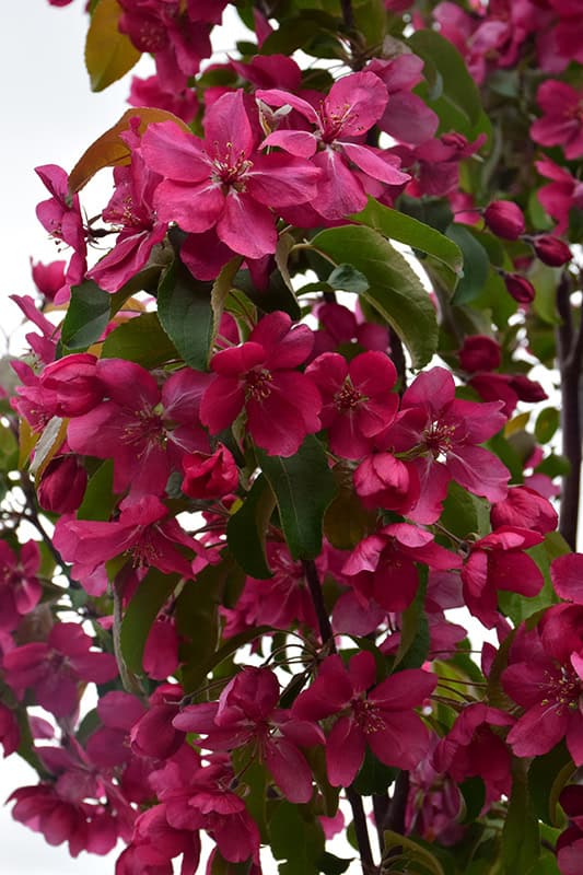 Red Barron Crabapple